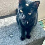 Sacrificios de animales en Noche de Brujas o Halloween: una puerta a energías oscuras y consecuencias kármicas, alerta santera