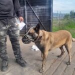 Rocki, el perrito poncha llantas