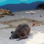 Inicia CEDH queja de oficio por envenenamiento de animales