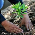 Manuel “N”, reforestará 915 árboles de pino y encino por delitos contra el ambiente