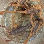SSM refuerza medidas para venta segura de productos para el control de fauna nociva
