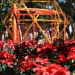 Boulevard García de León se llena de nochebuenas y luces navideñas