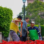 Miles de nochebuenas comienzan a decorar Morelia para época decembrina