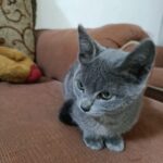 Este domingo Feria de adopción en Morelia: una oportunidad para cambiar vidas