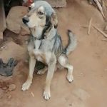 Último Croquetón del Año en Maravatío Busca Apoyo para Perros Callejeros