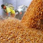 Adeuda Sader a productores, alrededor de 6 mdp del programa Apoyo Federal Extraordinario, para la comercialización del maíz