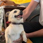 Aumentan un 70% los reportes de perros y gatos extraviados por los estragos de la pirotecnia