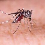 Michoacán se mantiene libre de chikungunya