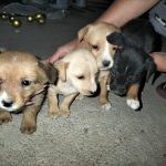 Aumenta 50% reportes de abandono de perros y gatos tras las fiestas: un regalo que termina en la calle: Rescatistas Independientes
