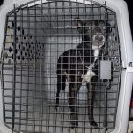 FGE rescata a ejemplar canino en condiciones de maltrato animal, tras cateo en el fraccionamiento Campo Nubes