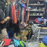 En cateo en la colonia Unidos Santa Cruz, en Morelia, aseguran 775 dosis de narcótico
