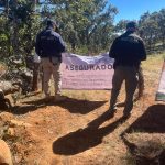 Por tala y plantación de aguacate FGE ejecuta cateo y asegura predio del municipio de Tzintzuntzan