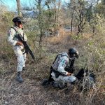 En operativo interinstitucional len Tarímbaro, localizan y destruyem un plantío de marihuana