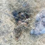 Macabro hallazgo de un cuerpo putrefacto en el predio “Los Andrade”, en Jacona