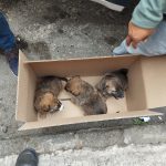 Durante operativo del Día de Reyes, Fiscalía General asegura cinco cachorros abandonados