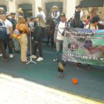 Se mata más gente en bares que en las peleas de gallos: gallero
