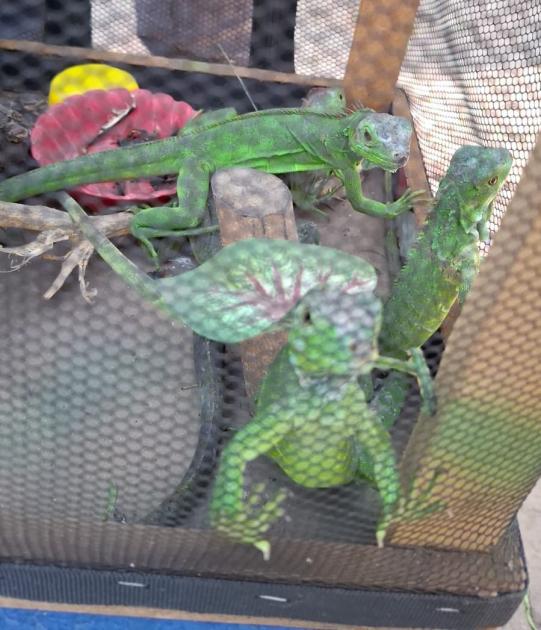 Decomiso, iguanas