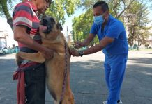 SSM realizará jornada gratuita de esterilización felina y canina en Chilchota