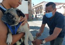 SSM abre registro para jornada gratuita de esterilización canina y felina en Morelia