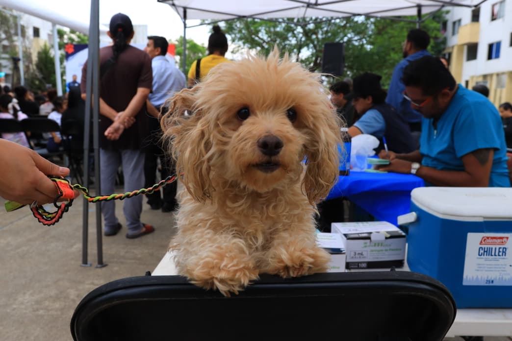 Morelia consolida modelo de protección animal con arranque de “IMPArables por la Vida”