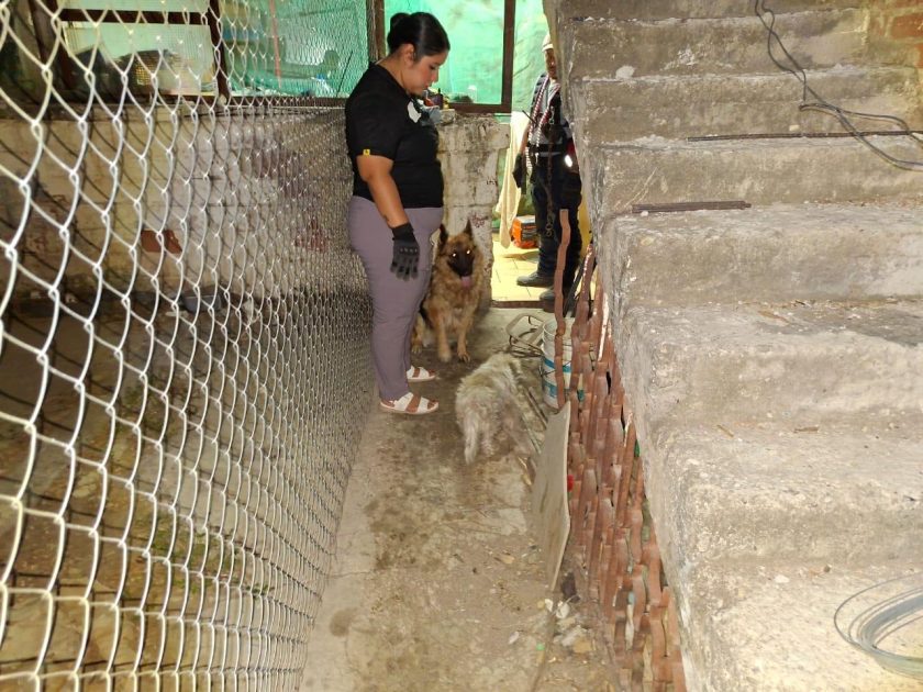 Rescata FGE a cinco ejemplares caninos víctimas de maltrato y abandono en Apatzingán