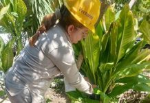 Limpieza en el hogar, clave para prevenir criaderos del mosquito del dengue:SSM