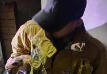 En Apatzingán, rescata FGE a 7 caninos en condiciones de maltrato