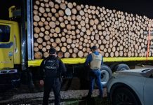 FGE aseguran vehículos que transportaban madera en Pátzcuaro