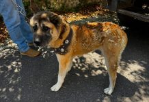 Rescate FGR a ejemplar canino víctima de maltrato animal