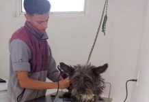 IMPArables por la Vida trabaja por la cultura de protección animal en Villas del Pedregal