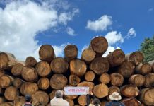 En operativo conjunto aseguran productos forestales en Madero
