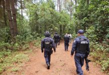 SSP fortalece acciones operativas para prevenir tala clandestina y cambio de uso de suelo