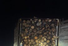 Talan ilegalmente más de 400 árboles, en Villa Madero