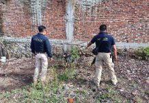 Rescata FGE a tres ejemplares caninos en situación de maltrato animal durante cateo en Jiquilpan