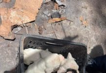 Rescata FGE a cuatro ejemplares caninos víctimas de maltrato, en Maravatío