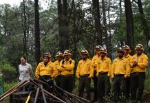 Gobierno de Morelia fortalece la recuperación de los bosques con jornada de reforestación