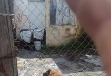 FGE rescata can víctima de maltrato, en Morelia