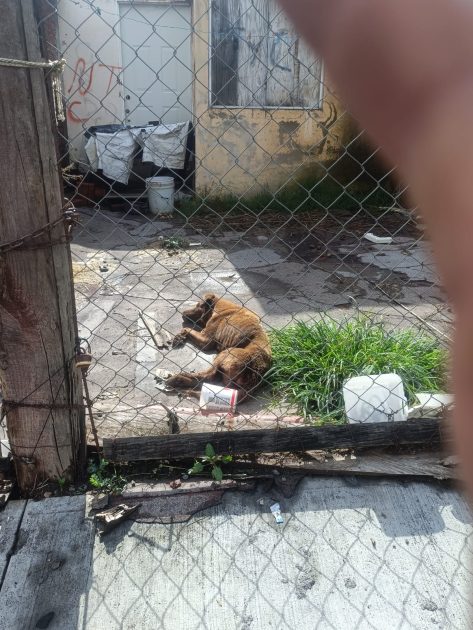 Maltrato animal FGE