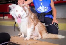 SSM exhorta a vacunar contra la rabia a los animales de compañía