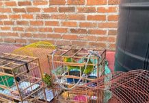 FGE ejecuta cateo y rescata a 83 aves víctimas de maltrato y tráfico ilegal de fauna