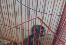 Cateo de la FGE en Pajacuarán deja un detenido; aseguran armamento y rescatan un mono araña en condiciones de maltrato