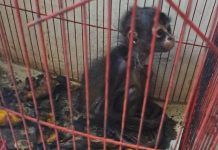 Cateo de la FGE en Pajacuarán deja un detenido; aseguran armamento y rescatan un mono araña en condiciones de maltrato