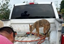 Resguarda FGE ejemplar de coyote mexicano localizado en Numarán
