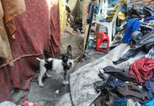 Asegura FGE dos ejemplares caninos de raza criolla por presunto maltrato animal