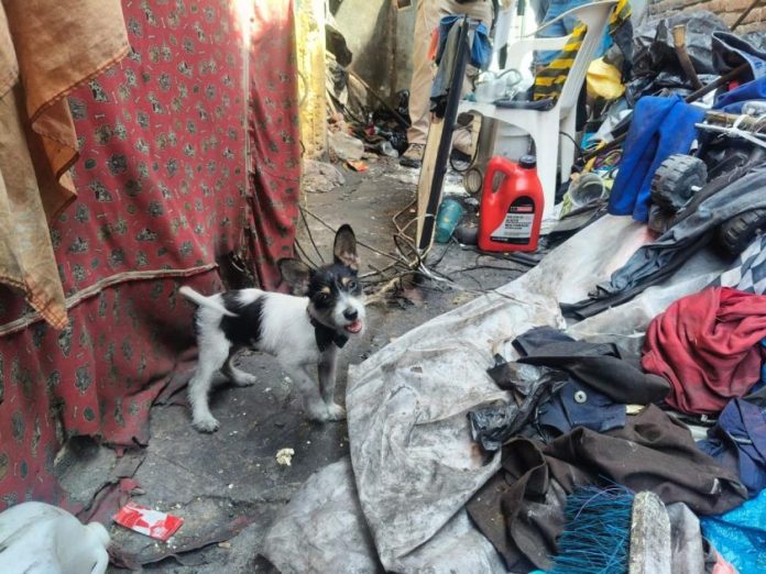 Cateo Morelia, maltrato animal