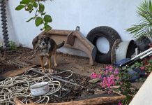 FGE ejecuta cateo y rescata a canino víctima de maltrato en Zitácuaro