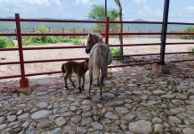 Cateo de FGE en Arteaga asegura cuatro ejemplares equinos